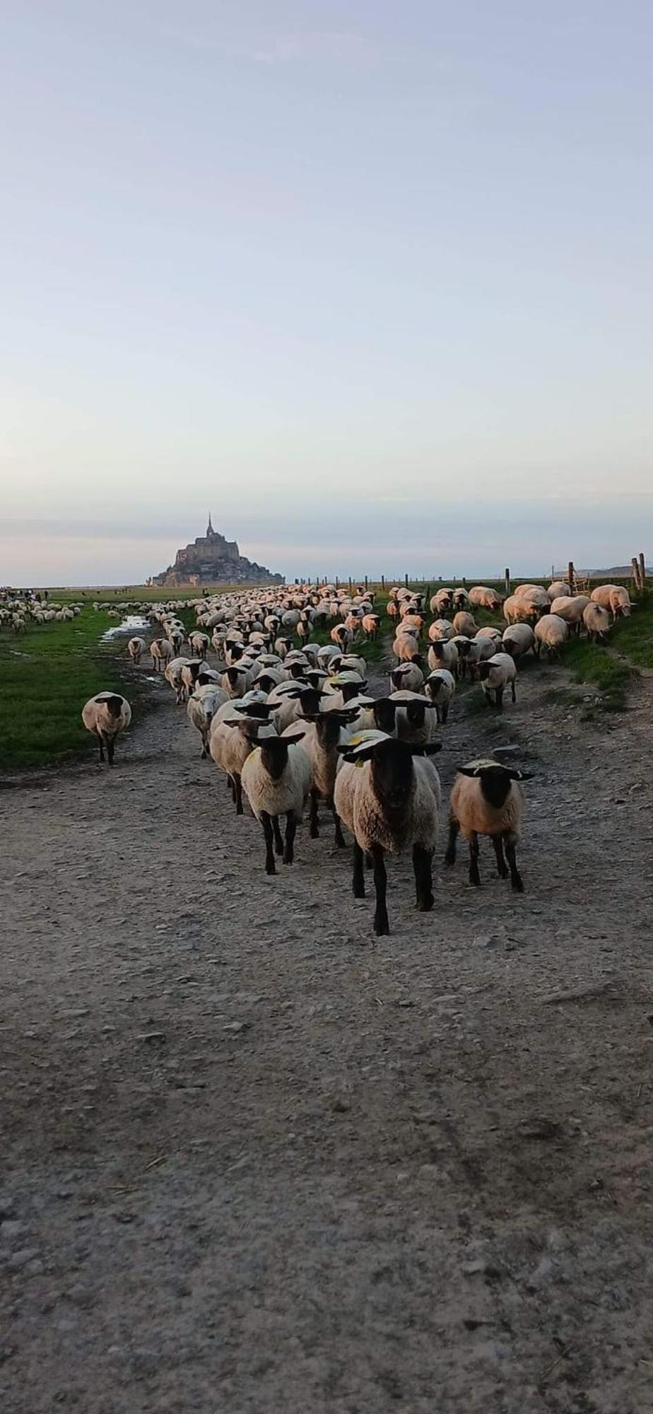 Vue Exceptionnelle Sur Le Mont Saint Michel Villa Huisnes-sur-Mer Exterior foto